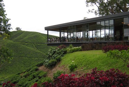 Malaysia mit Teenagern - Teeplantage Cameron Highlands