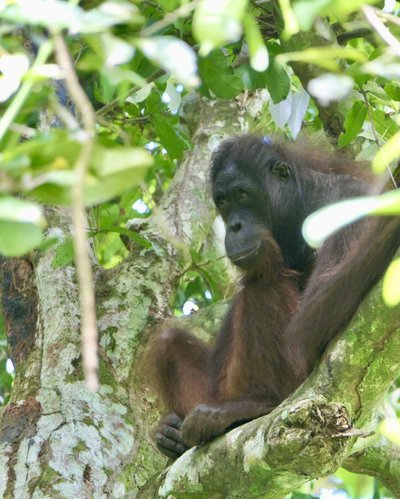 Malaysia & Borneo Family & Teens - Bewertung - Affe auf dem Baum