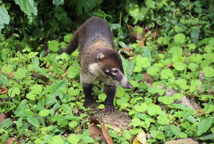 Costa Rica Familienreise - Nasenbär