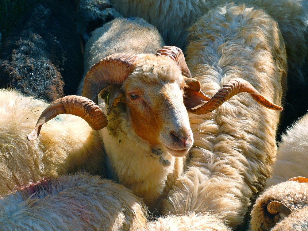 Rumänien mit Kindern - Schafe