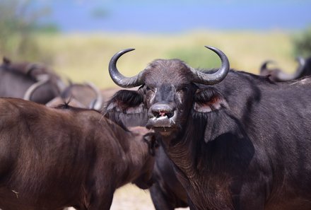 Uganda Familienurlaub - Uganda Family & Teens - Lake Mburo Nationalpark Nahaufnahme Büffel