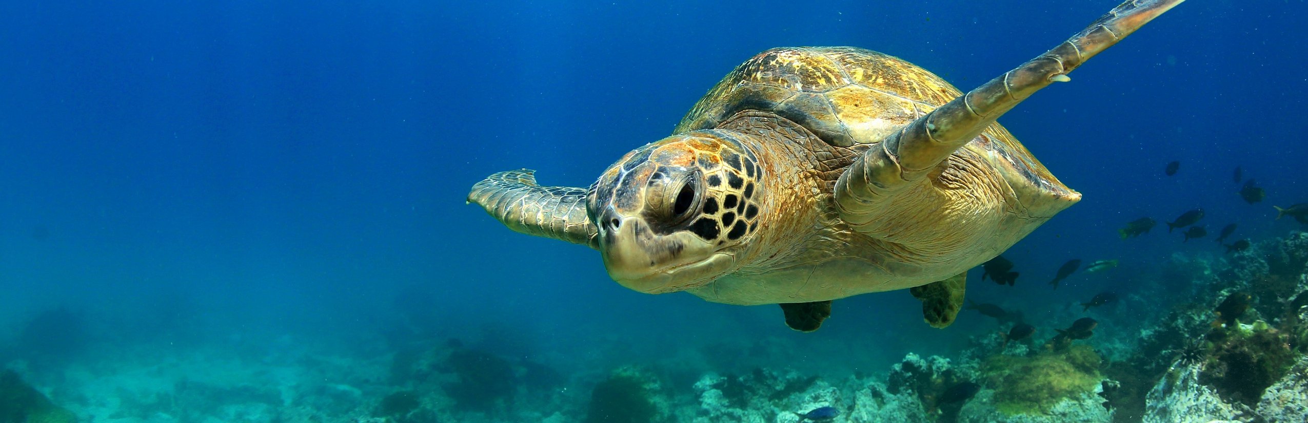 Familienreise Galapagos individuell - Meeresschildkröte