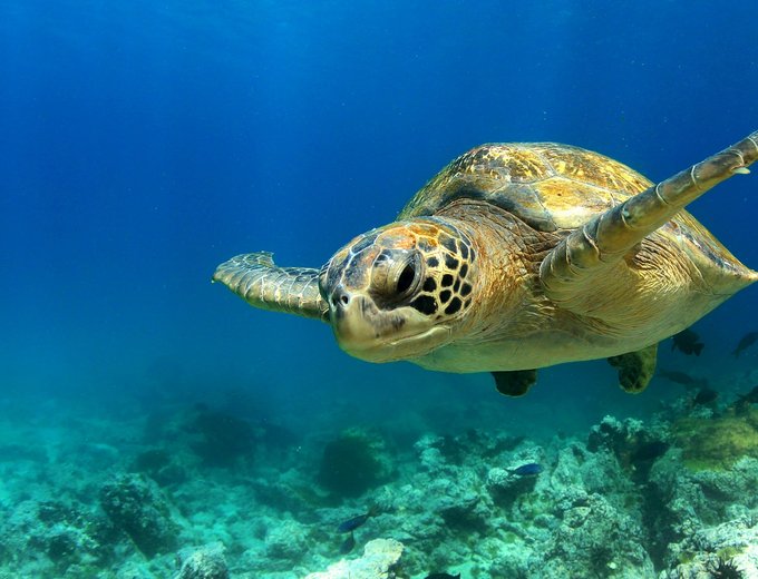 Familienreise Galapagos individuell - Meeresschildkröte