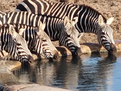 Kenia Family & Teens - Familienreise Kenia mit Kindern - Zebras am Wasser