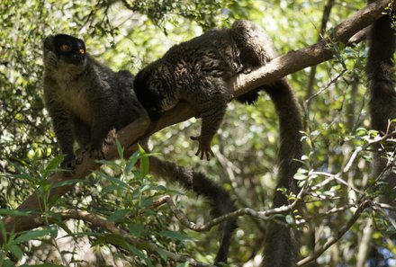 Familienurlaub Madagaskar - Madagaskar for family - braune Lemuren