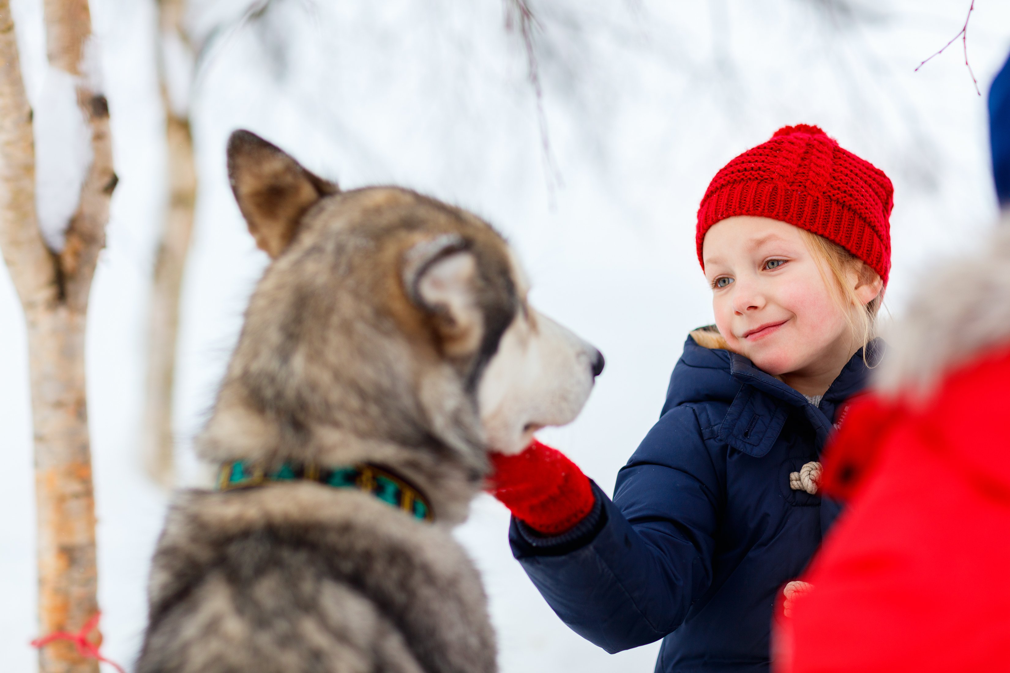 Estland mit Kindern im Winter - Husky