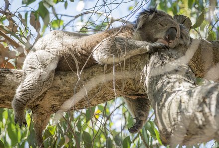 Australien for family - Australien Familienreise - Koala