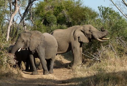 Garden Route mit Kindern Familiensafari - Elefant Südafrika