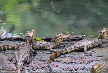 Costa Rica Familienreise - Costa Rica for family - Ecocentro Danaus - kleine Krokodile