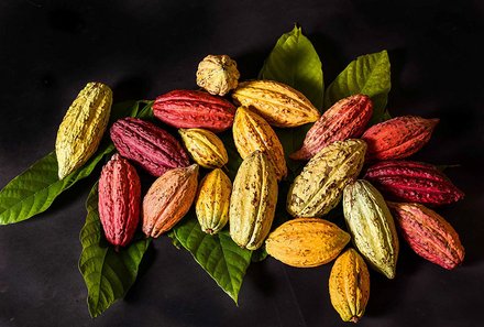 Mexiko Familienreise - Kakaobohnen
