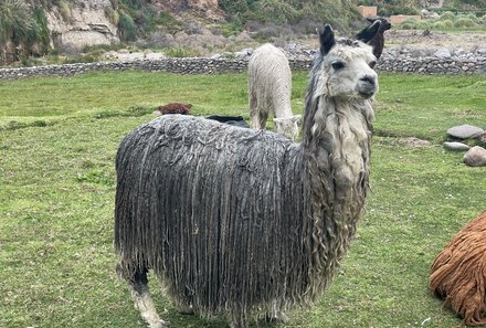 Peru Familienreise - Peru Teens on tour - Landschaft - Lamas - Colca Lodge