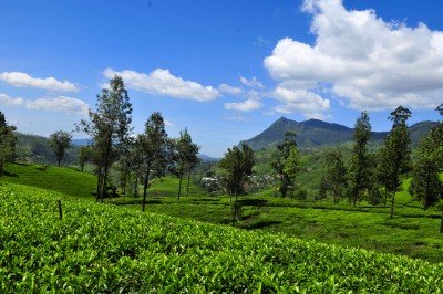 Sri Lanka mit Kindern - Teefelder