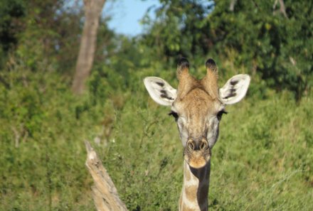 Botswana mit Jugendlichen - Botswana Reise mit Jugendlichen Erfahrungen - Giraffe im Nationalpark