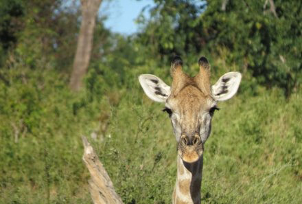 Botswana mit Jugendlichen - Sehenswürdigkeiten in Botswana - Giraffe