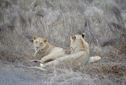 Kenia Family & Teens - Pirschfahrt im Tsavo Ost Nationalpark - Löwen im Gras