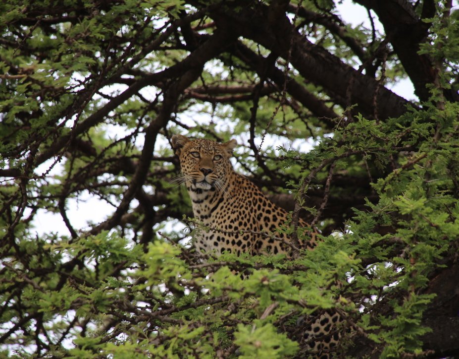 Reisebericht Kenia - Safari - Leopard