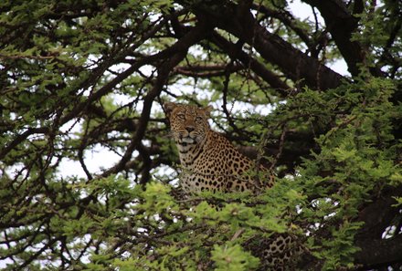 Kenia Familienreise - Kenia for family - Pirsch in Taita Hills Wildlife Sanctuary - Leopard