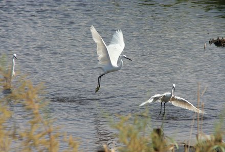 Jordanien Rundreise mit Kindern - Azraq Wetland Reserve - Vögel