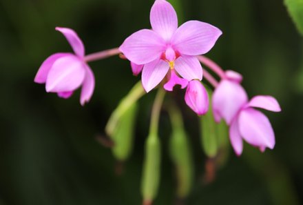 Costa Rica Familienreise - Costa Rica for family individuell - mehrere Orchideen 