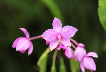 Costa Rica Familienreise - Costa Rica individuell - Monteverde Nebelwald - Orchideen