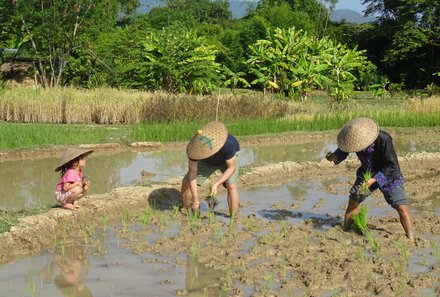 Laos und Vietnam Familienreise - Laos und Vietnam Reise mit Kindern - Mai Chau Arbeiten auf dem Reisfeld