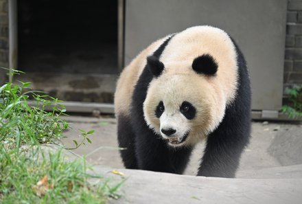 China Familienreise - China mit Jugendlichen -  Panda