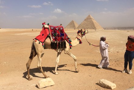 Familienreise Ägypten - Ägypten for family - Kamele bei den Pyramiden von Gizeh