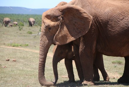 Südafrika mit Kindern -Elefantenfamilie beobachten