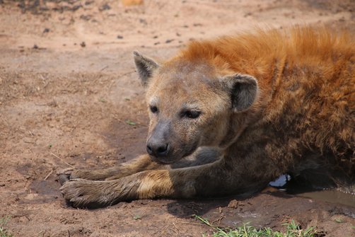 Reisebericht Kenia - Safari mit Kindern