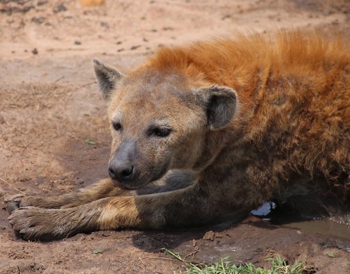 Reisebericht Kenia - Safari mit Kindern 