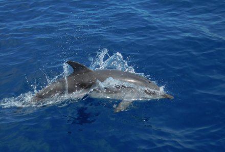 Griechenland Familienreise - Griechenland mit Teenagern - Delfinbeobachtung