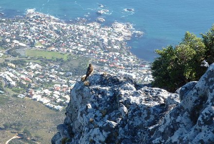 Familienreise Garden Route - Garden Route for family individuell - Blick vom Tafelberg