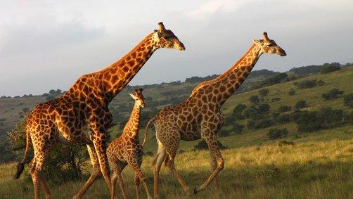 Südafrika Familienreise mit Jugendlichen - Safari Giraffen