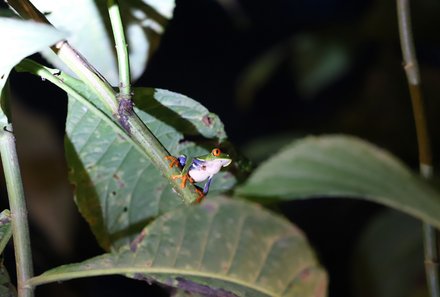 Costa Rica Familienreise - Costa Rica for family  individuell - Frosch bei Nachtwanderung