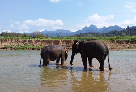 Laos und Vietnam Familienreise - Laos und Vietnam Reise mit Kindern - Elefanten im Fluss