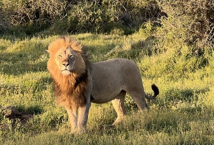 Südafrika Garden Route mit Kindern - Kariega Private Game Reserve - Löwe