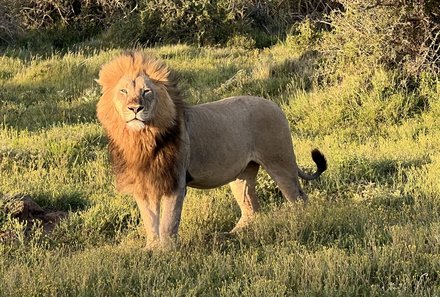 Garden Route Familienreise - Familiensafari plus - Kariega private Game Drive mit Löwen