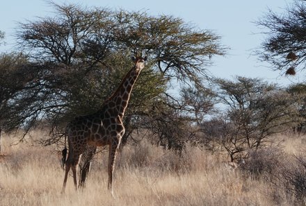 Safari Afrika mit Kindern - Safari Urlaub mit Kindern - beste Safari-Gebiete - Etosha Nationalpark - Giraffe