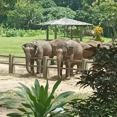 Thailand Family & Teens - Thailand Familienreise - Elefanten 