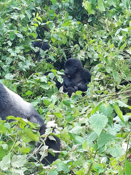 Svenja in Uganda - Familienreise nach Uganda - Gorillas im Gras