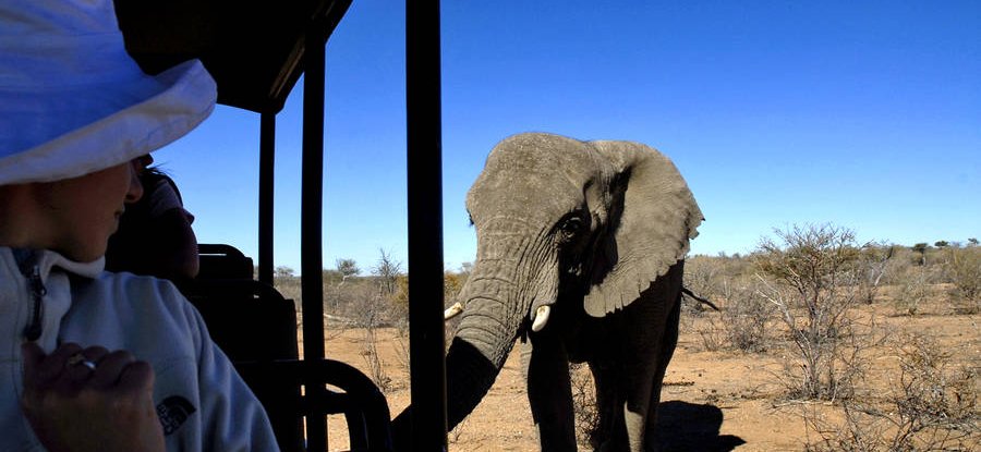 Namibia Familienreise - Elefant neben Jeep