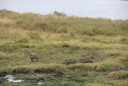 Tansania Familienurlaub - Tansania for family - Tiere im Arusha Nationalpark