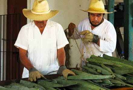 Mexiko Familienreise - Hacienda Sotuta de Peon Sisalherstellung Männer