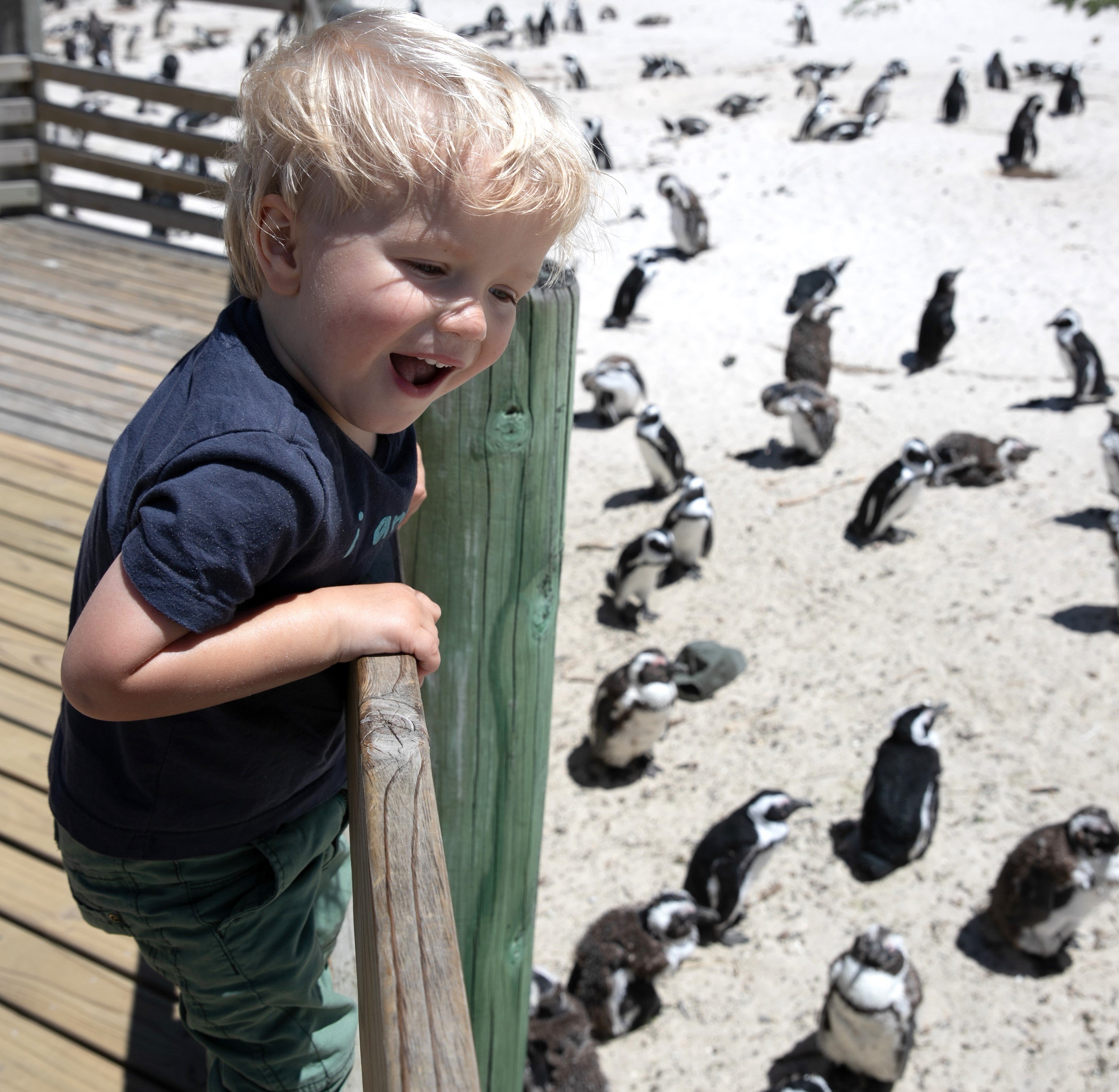 Südafrika Garden Route Familienreise Strand Pinguine Kleinkind