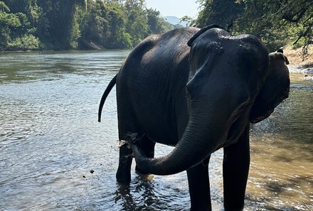 Thailand Familienreisen - Thailand Family & Teens - Elefant im Wasser 