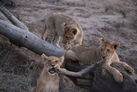 Safari Afrika mit Kindern - Safari Urlaub mit Kindern - beste Safari-Gebiete - Krüger Nationalpark - Löwenbabys