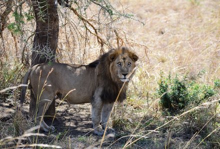 Uganda Familienurlaub - Uganda Family & Teens - Queen Elizabeth Nationalpark Nahaufnahme Löwe