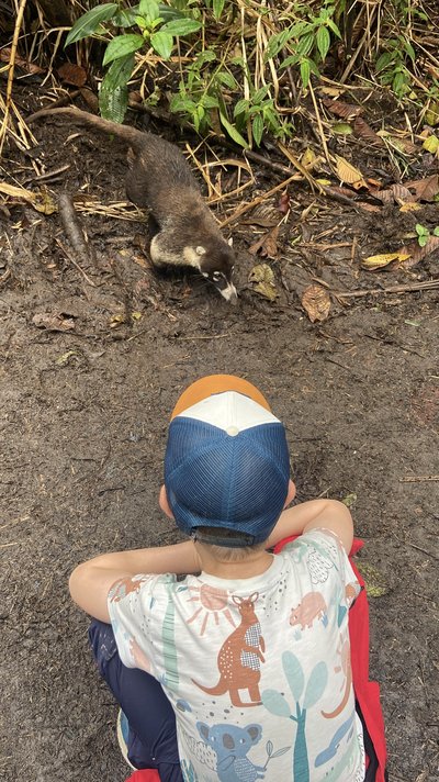 Costa Rica Young Family individuell - Costa Rica Familienreise Feedback - Tierbeobachtungen mit Kindern Costa Rica Young Family individuell - Costa Rica Familienreise Feedback - Tierbeobachtungen mit Kindern