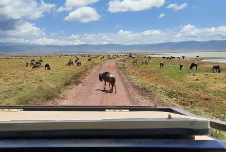 Familienreise Tansania - Tansania for family individuell deluxe - Tiere auf der Fahrbahn im Ngorongoro Krater