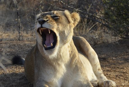 Familienreise Südafrika - Südafrika for family - Makutsi Safari Farm - gähnender Löwe